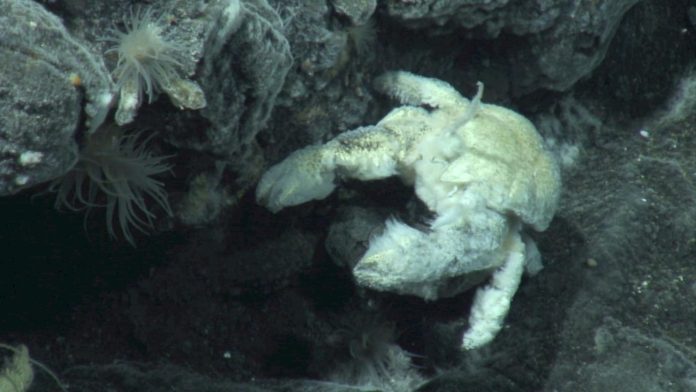 Biologists find first known species of Antarctic yeti crab