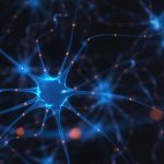 Brain circuit discovered that eliminates fear and anxiety Brain circuit discovered that eliminates fear and anxiety