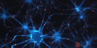 Brain circuit discovered that eliminates fear and anxiety Brain circuit discovered that eliminates fear and anxiety