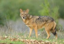 DNA study proves African jackals are really a new species of wolf DNA study proves African jackals are really a new species of wolf
