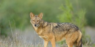 DNA study proves African jackals are really a new species of wolf DNA study proves African jackals are really a new species of wolf