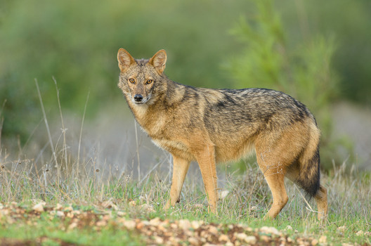 DNA study proves African jackals are really a new species of wolf