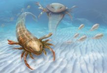 Largest and oldest sea scorpion ever known found in Iowa Largest and oldest sea scorpion ever known found in Iowa