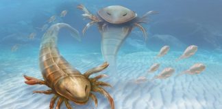 Largest and oldest sea scorpion ever known found in Iowa Largest and oldest sea scorpion ever known found in Iowa