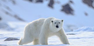 Media hypes another misleading polar bear study Media hypes another misleading polar bear study