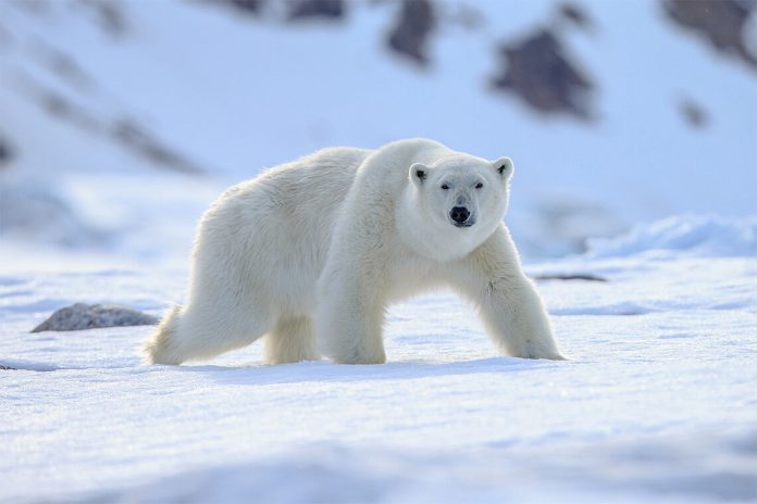 Media hypes another misleading polar bear study
