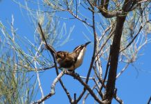 Researchers find first birds that have rudimentary language Researchers find first birds that have rudimentary language