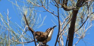 Researchers find first birds that have rudimentary language Researchers find first birds that have rudimentary language
