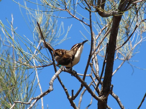 Researchers find first birds that have rudimentary language