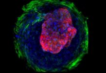 Scientists create micro human ‘hearts’ from stem cells Scientists create micro human 'hearts' from stem cells