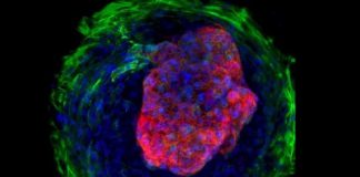 Scientists create micro human ‘hearts’ from stem cells Scientists create micro human 'hearts' from stem cells
