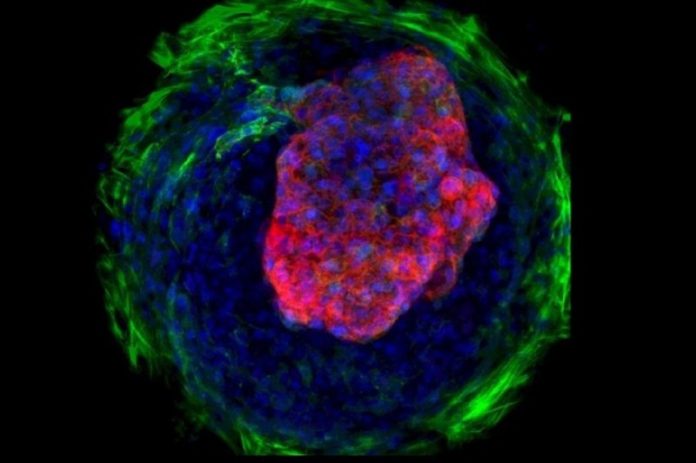 Scientists create micro human 'hearts' from stem cells