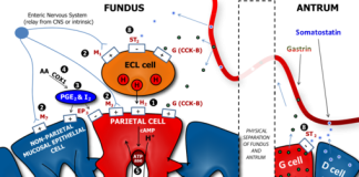 Stomach acidity evolved to prevent food poisoning Stomach acidity evolved to prevent food poisoning