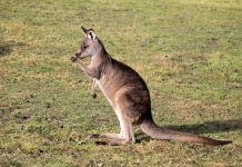Study finds most kangaroos are left-handed Study finds most kangaroos are left-handed