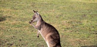 Study finds most kangaroos are left-handed Study finds most kangaroos are left-handed