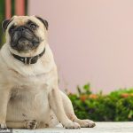 Study finds show dogs in the U. K. are fat Study finds show dogs in the U. K. are fat