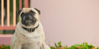 Study finds show dogs in the U. K. are fat Study finds show dogs in the U. K. are fat