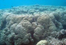 Study shows Pacific island reefs can match rising sea levels Study shows Pacific island reefs can match rising sea levels