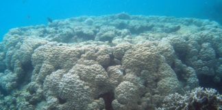 Study shows Pacific island reefs can match rising sea levels Study shows Pacific island reefs can match rising sea levels