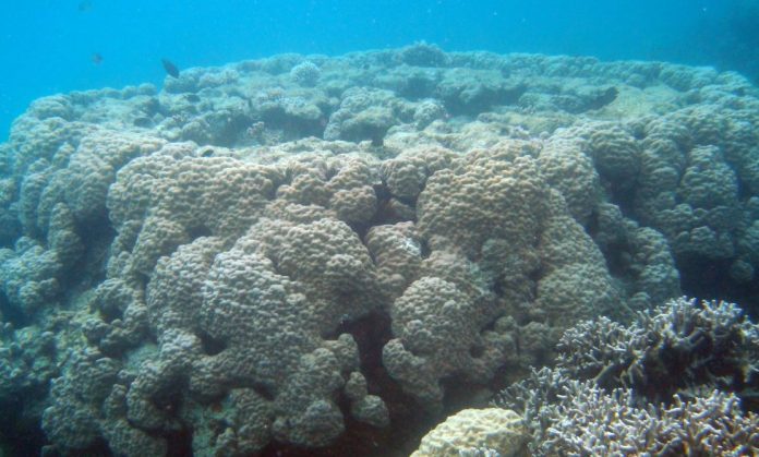 Study shows Pacific island reefs can match rising sea levels