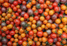 Tantalizing tomatoes attract eco-conscious earthwise visitors Tantalizing tomatoes attract eco-conscious earthwise visitors