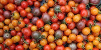 Tantalizing tomatoes attract eco-conscious earthwise visitors Tantalizing tomatoes attract eco-conscious earthwise visitors