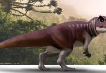 Australia teemed with meat eating dinosaurs Australia teemed with meat eating dinosaurs
