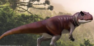 Australia teemed with meat eating dinosaurs Australia teemed with meat eating dinosaurs