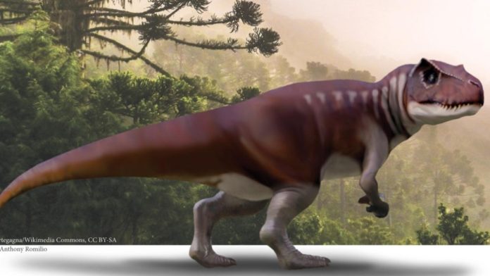 Australia teemed with meat eating dinosaurs