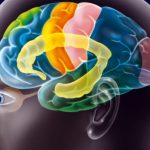 Brain region discovered that determines crime and punishment Brain region discovered that determines crime and punishment