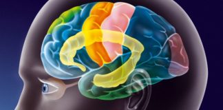 Brain region discovered that determines crime and punishment Brain region discovered that determines crime and punishment