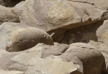 Chechen dinosaur eggs proven to be rocks Chechen dinosaur eggs proven to be rocks