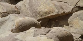 Chechen dinosaur eggs proven to be rocks Chechen dinosaur eggs proven to be rocks