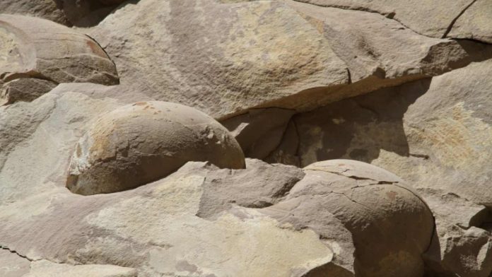 Chechen dinosaur eggs proven to be rocks