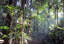 Conservation and rain forest logging can coexist Conservation and rain forest logging can coexist