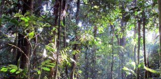 Conservation and rain forest logging can coexist Conservation and rain forest logging can coexist