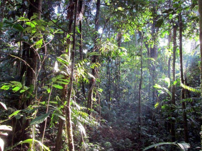 Conservation and rain forest logging can coexist