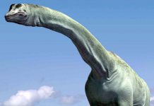 Dinosaur flatuence may have warmed the Mesozoic climate Dinosaur flatuence may have warmed the Mesozoic climate