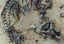 Fossil discovery uncovers oldest mammal hair ever known Fossil discovery uncovers oldest mammal hair ever known