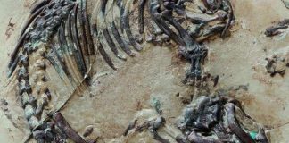 Fossil discovery uncovers oldest mammal hair ever known Fossil discovery uncovers oldest mammal hair ever known