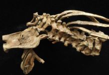 Human spine structure found in 345 million year old eel Human spine structure found in 345 million year old eel