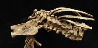 Human spine structure found in 345 million year old eel Human spine structure found in 345 million year old eel