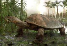 Largest prehistoric turtle ever found Largest prehistoric turtle ever found