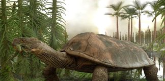 Largest prehistoric turtle ever found Largest prehistoric turtle ever found