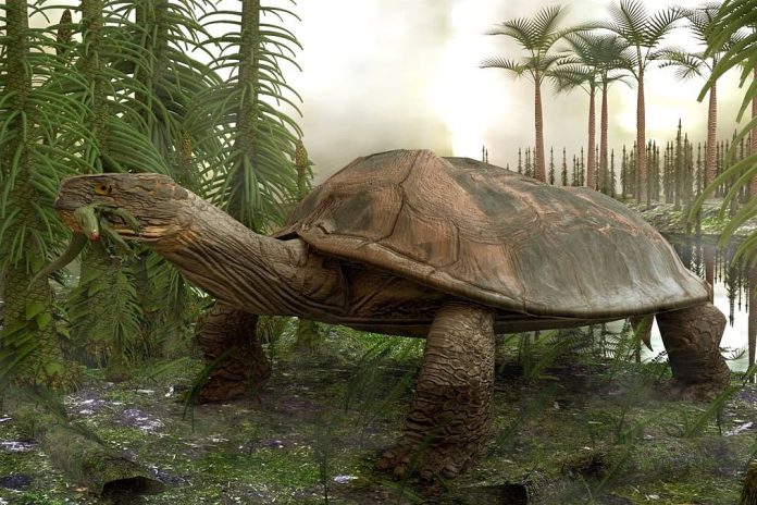 Largest prehistoric turtle ever found