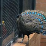 New Theory: Female choice a major human evolutionary driver New Theory: Female choice a major human evolutionary driver