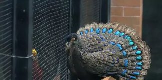 New Theory: Female choice a major human evolutionary driver New Theory: Female choice a major human evolutionary driver