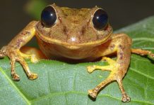 New yellow rain frog species from Panama revealed New yellow rain frog species from Panama revealed