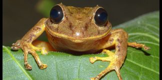 New yellow rain frog species from Panama revealed New yellow rain frog species from Panama revealed
