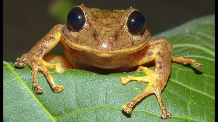 New yellow rain frog species from Panama revealed